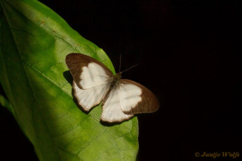 796.527-Hesionides-sater - Pareuptychia hesionides