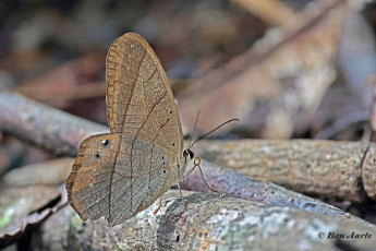 796.592A-Moon-satyr-Pierella-luna