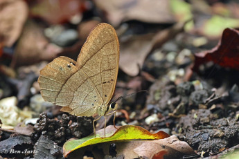 796.592B-Moon-satyr-Pierella-luna