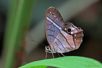 796.650-Red-washed-satyr-Pierella-helvina