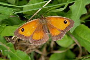 803.130- Oranje zandoogje - Pyronia tithonus