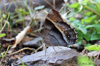 809.215-Taygetis-thamyra-Thamyra-satyr