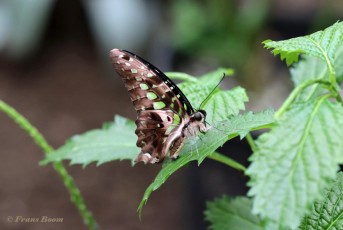 830.515-Tailed-jay-Graphium-agamemnon