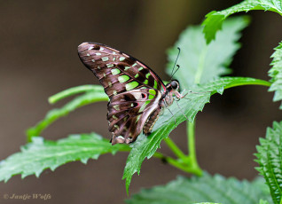 830.520A-Tailed-jay-Graphium-agamemnon
