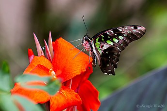 830.520B-Tailed-jay-Graphium-agamemnon