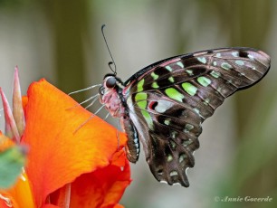 830.525A-Tailed-jay-Graphium-agamemnon