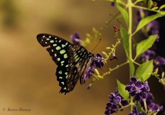 830.530A-Tailed-jay-Graphium-agamemnon.jpg