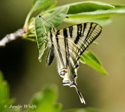 837.137-Spaanse-Koningspage-Iphiclides-feisthamelii