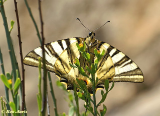 837.543-Koningspage-bl- Iphiclides podalirius