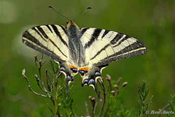 837.545-Koningspage-bl- Iphiclides podalirius