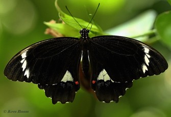 850.717-Orchard-swallowtail-Papilio-aegeus