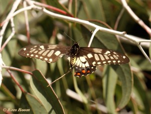 852.315-Dainty swallowtai - Papilio anactus