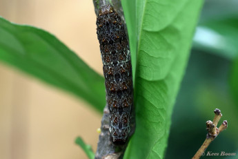 852.708A-Ruby-spotted-swallowtai-Papilio-anchisiades