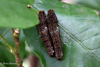 852.708B-Ruby-spotted-swallowtai-Papilio-anchisiades