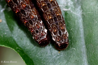 852.708C-Ruby-spotted-swallowtai-Papilio-anchisiades