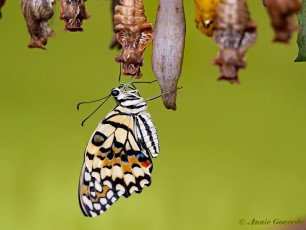 857.520-Limoenvlinder - Papilio demoleus