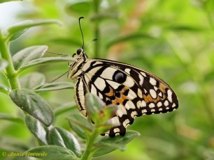 857.521-Limoenvlinder - Papilio demoleus
