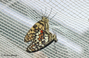 857.535-Limoenvlinder-Papilio-demoleus