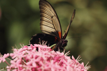 861.920- Great yellow mormon - Papilio lowi