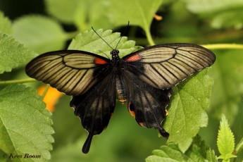 861.921- Great yellow mormon - Papilio lowi