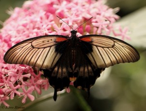 861.922- Great yellow mormon - Papilio lowi