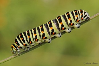 862.710-Koninginnenpage-Papilio-machaon