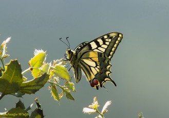 862.725-Koninginnenpage-Papilio-machaon