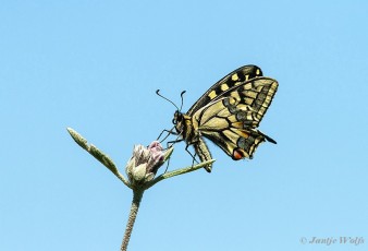 862.726-Koninginnenpage-Papilio-machaon