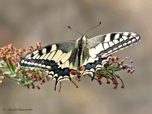 862.732-Koninginnenpage-Papilio-machaon