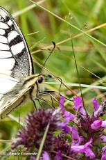 862.738C-Koninginnenpage-Papilio-machaon