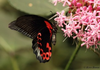 863.520-Great-mormon-Papilio-memnon