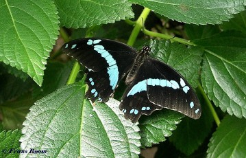 864.318-Green-banded swallowtail - Papilio nireus