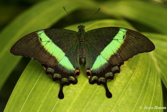 865.918-  the Emerald swallowtail - Papilio palinurus