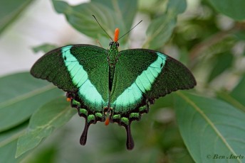 865.920-  the Emerald swallowtail - Papilio palinurus