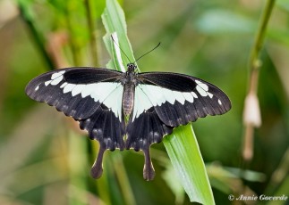 867.530- Apple-green swallotail - Papilio phorcas