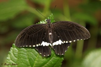 868.715-Common-mormon-Papilio-polytes