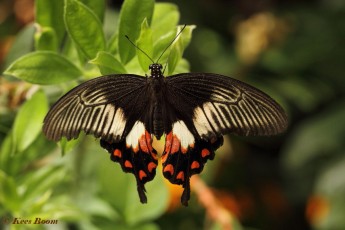 868.718- Common mormon - Papilio polytes
