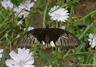 868.720-Common mormon - Papilio polytes
