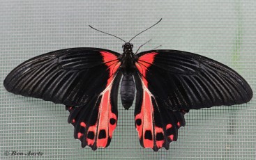869.915-Scarlet-mormon-Papilio-rumanzovia