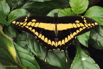 870.530- King swallowtail - Papilio thoas