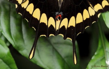 870.531- King swallowtail - Papilio thoas
