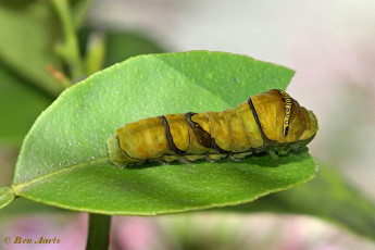 871.507- Asian swallowtail - Papilio xuthus