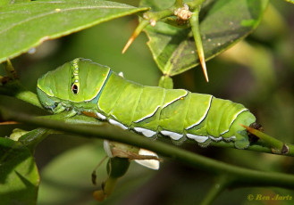 871.510- Asian swallowtail - Papilio xuthus