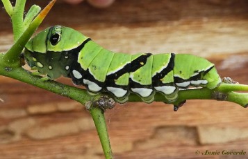 871.513- Asian swallowtail - Papilio xuthus