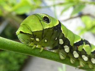 871.514- Asian swallowtail - Papilio xuthus