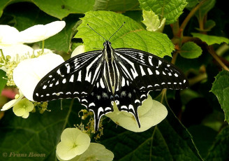 871.519- Asian swallowtail - Papilio xuthus