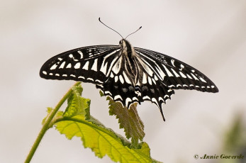 871.520- Asian swallowtail - Papilio xuthus