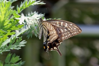 871.525- Asian swallowtail - Papilio xuthus
