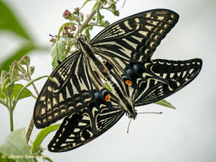 871.530- Asian swallowtail - Papilio xuthus