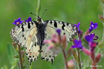 885.915A-Oostelijke-pijpbloemvlinder-Zerynthia-cerisy